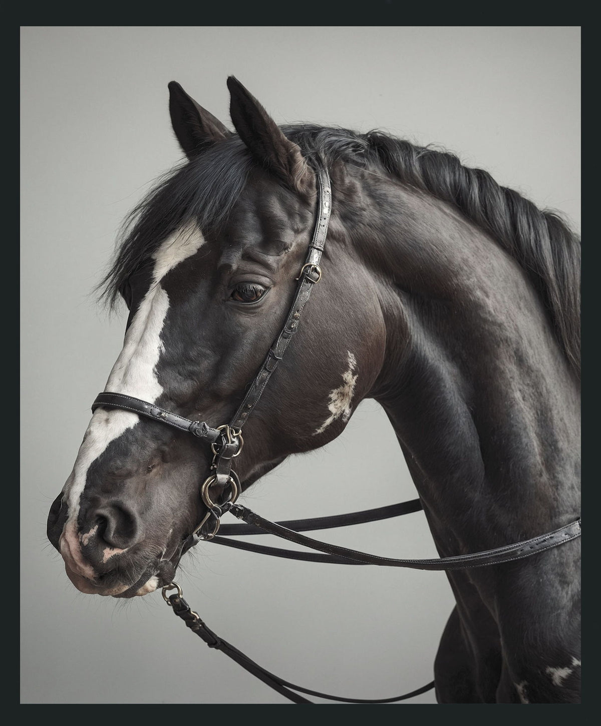 Horse - 48" x 72" Photography - Dark Gray - R&R Furniture Gallery (Fountain Valley, CA)