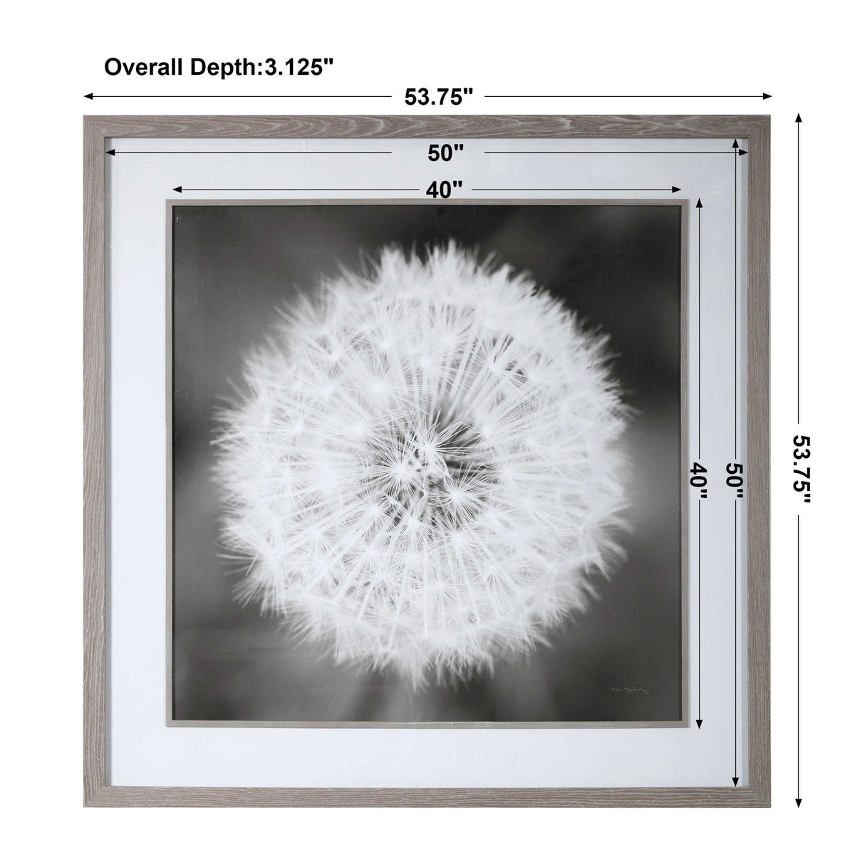 Framed black print of dandelion seedhead artwork by Uttermost, featuring delicate seed details on a neutral background.