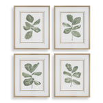 Fiddle Head - Leaf Botanical Prints (Set of 4) - Gold / Green / White