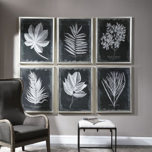 Set of six black framed foliage prints by Uttermost, featuring botanical artwork on white backgrounds for wall decor.