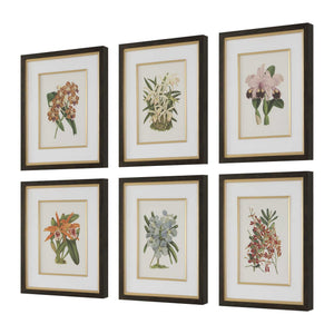 Orchid - Botanical Framed Prints (Set of 6) - Black / Blue / Gold / Green / Orange / Pink / Purple / Red