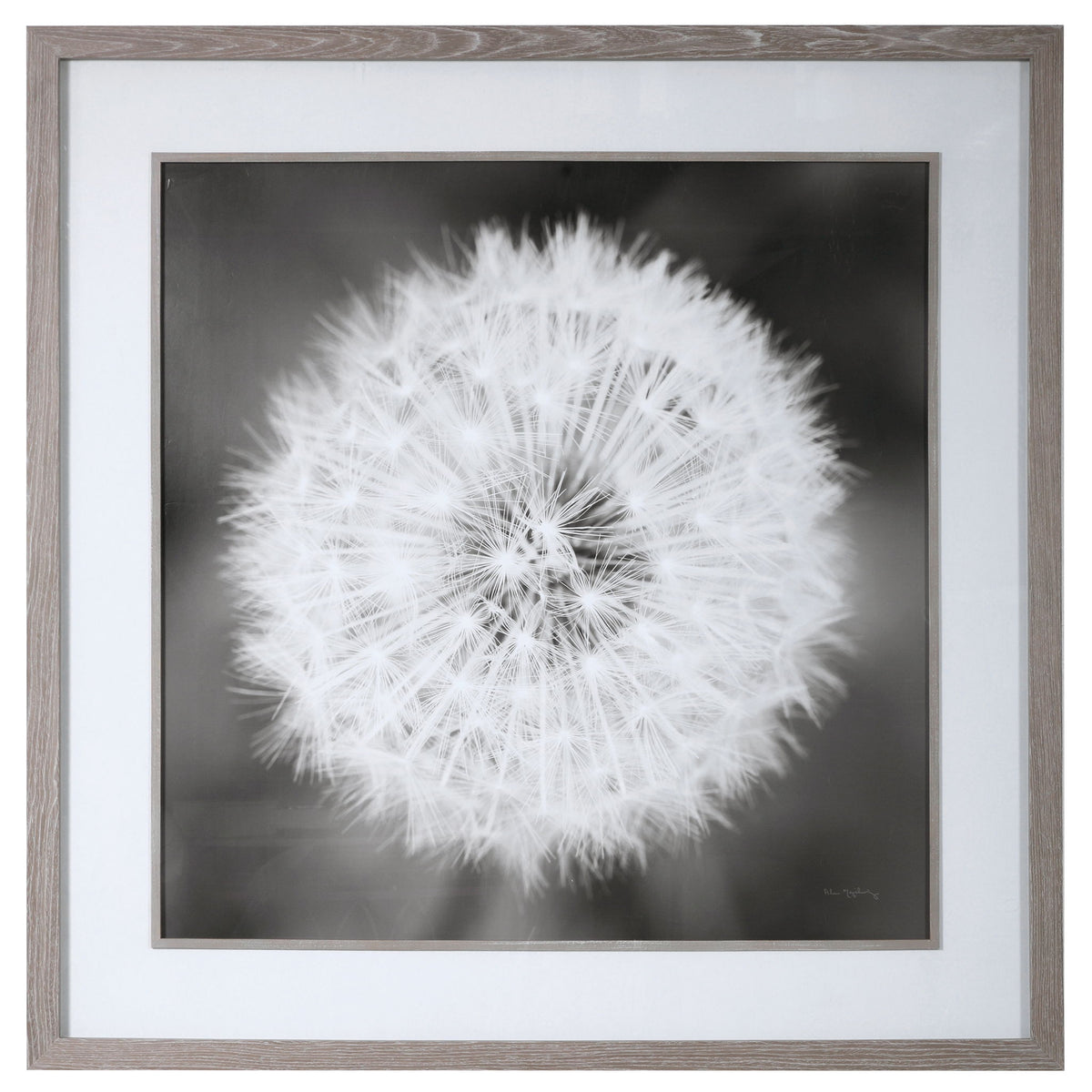 Framed print of a dandelion seedhead with black frame by Uttermost, showcasing detailed botanical artwork.