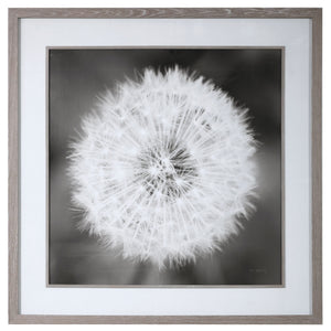 Framed print of a dandelion seedhead with black frame by Uttermost, showcasing detailed botanical artwork.