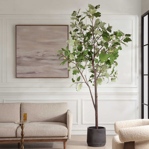 Eden - Potted Fig Tree - Green