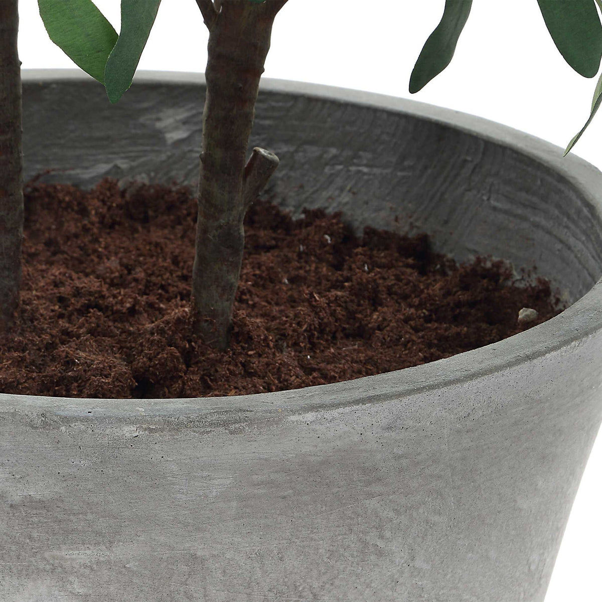 Marisol - Potted Olive Plant - Gray / Green