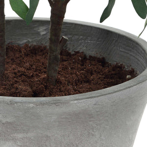 Marisol - Potted Olive Plant - Gray / Green