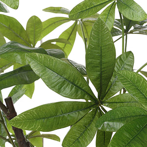 Pachira - Money Tree - White