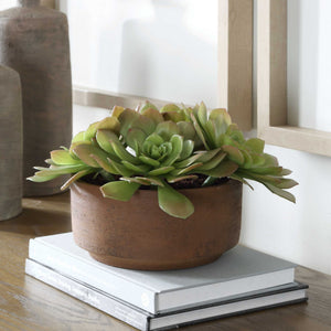 Sable Succulent - Accent In Pot - Brown / Green