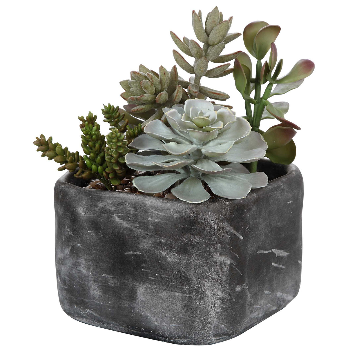 Alverio - Desert Garden Succulents - Gray
