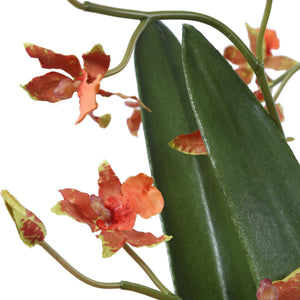 Dancing - Orchid In Glass Vase - Green,Orange