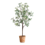 Olea - Potted Olive Tree - Green