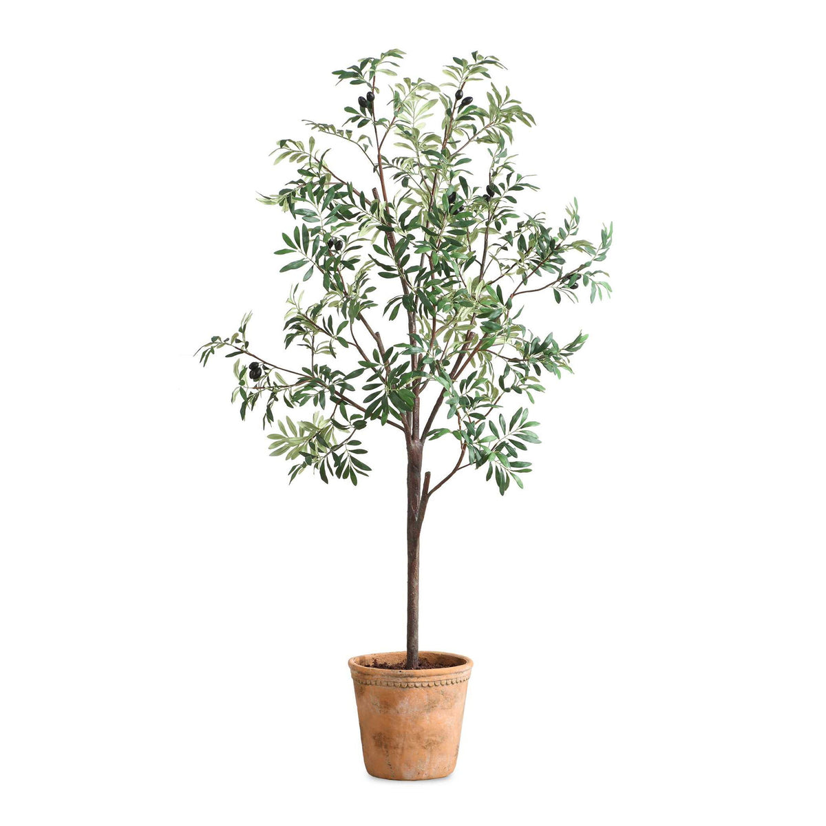Olea - Potted Olive Tree - Green