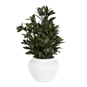 Elena Olive - Centerpiece - White