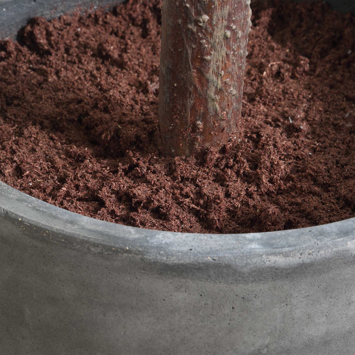 Eden - Potted Fig Tree - Green