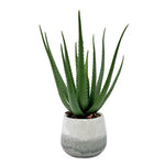 Veranda - Indoor-Outdoor Aloe Plant - Gray / Green