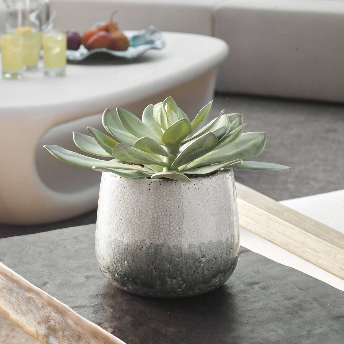 Dudleya - Outdoor Succulent - Gray / Green