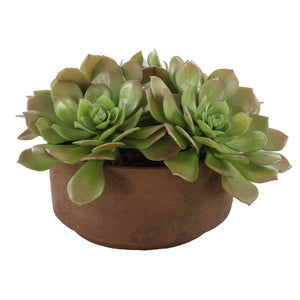 Sable Succulent - Accent In Pot - Brown / Green