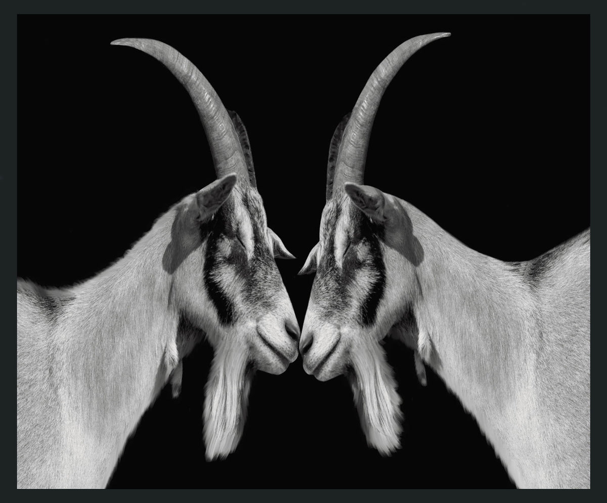 Goat - 48" x 72" Photography - Black - R&R Furniture Gallery (Fountain Valley, CA)