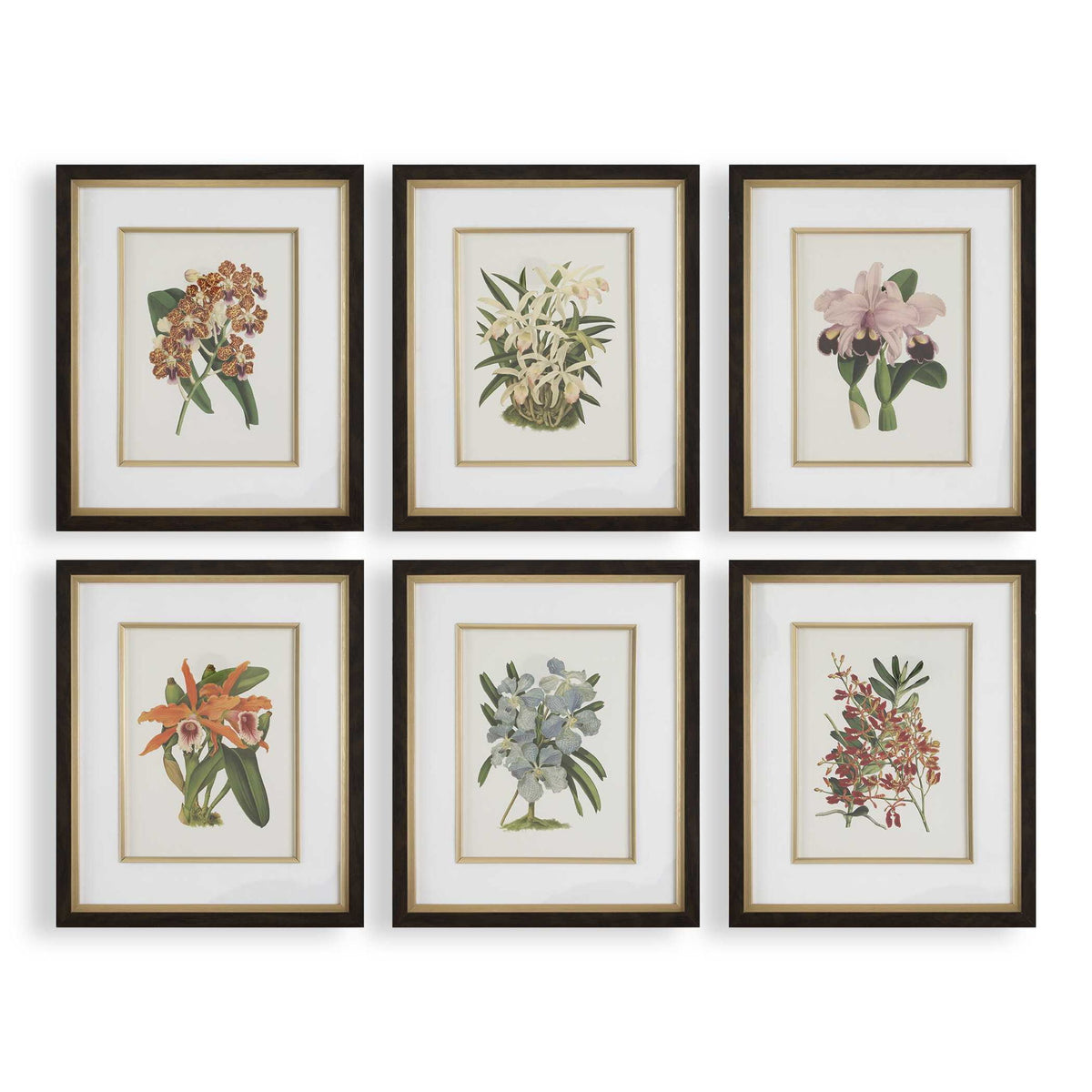 Orchid - Botanical Framed Prints (Set of 6) - Black / Blue / Gold / Green / Orange / Pink / Purple / Red