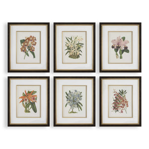 Orchid - Botanical Framed Prints (Set of 6) - Black / Blue / Gold / Green / Orange / Pink / Purple / Red