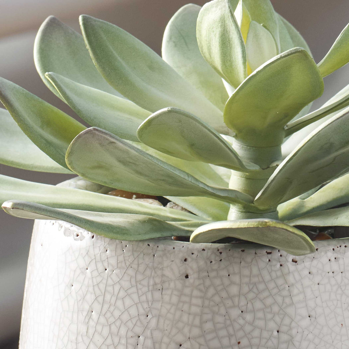 Dudleya - Outdoor Succulent - Gray / Green
