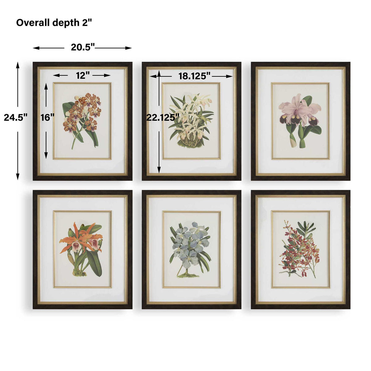 Orchid - Botanical Framed Prints (Set of 6) - Black / Blue / Gold / Green / Orange / Pink / Purple / Red