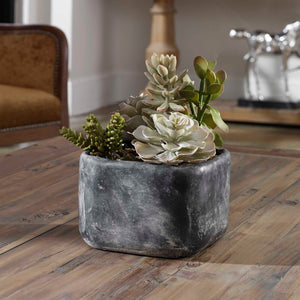 Alverio - Desert Garden Succulents - Gray