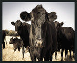 Cow - 48" x 72" Photography - Black / Light Blue - R&R Furniture Gallery (Fountain Valley, CA)
