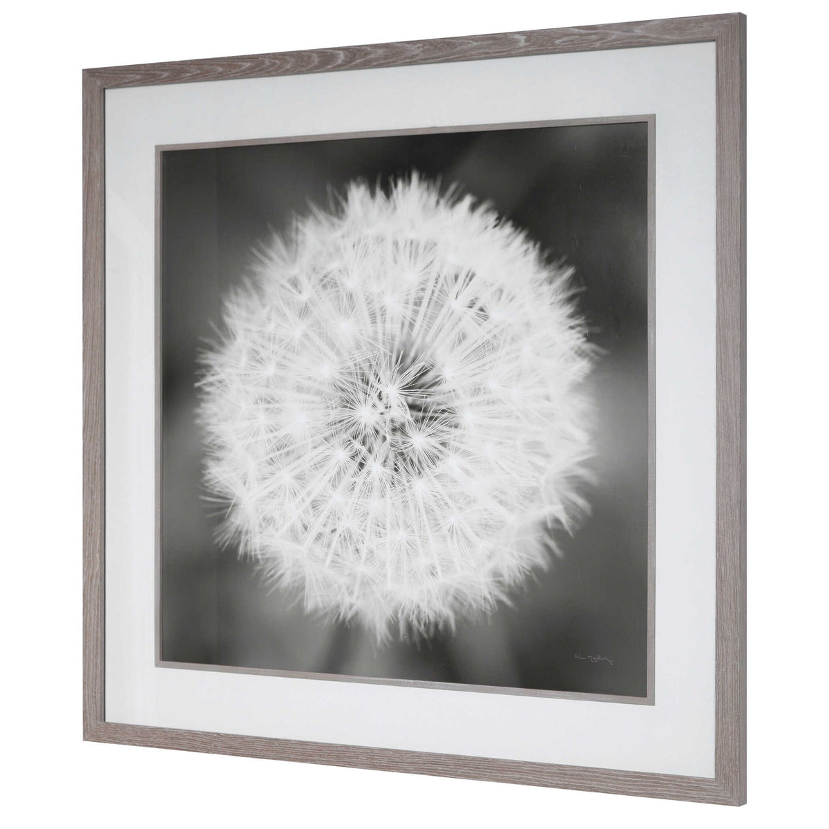 Framed print of dandelion seedhead in black by Uttermost, showcasing detailed botanical artwork on a neutral background.