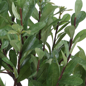 Arbor Strawberry - Tree - Brown / Green