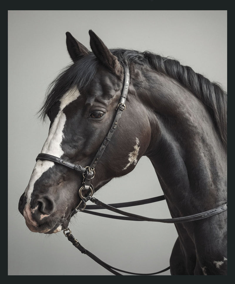 Horse - 48" x 72" Photography - Dark Gray - R&R Furniture Gallery (Fountain Valley, CA)