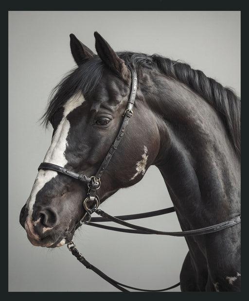 Horse - 48" x 72" Photography - Dark Gray - R&R Furniture Gallery (Fountain Valley, CA)