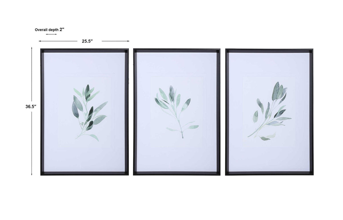 Set of three framed watercolor sage prints by Uttermost, featuring white backgrounds and elegant botanical artwork.