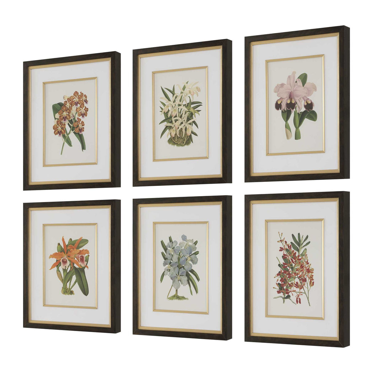 Orchid - Botanical Framed Prints (Set of 6) - Black / Blue / Gold / Green / Orange / Pink / Purple / Red