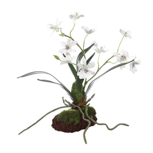 Clovis - Orchid Drop-In - White