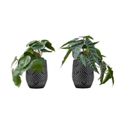 Set of 2 artificial Alocasia plants with large green leaves, featuring realistic details, from 8th Street.