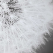 Framed black print of dandelion seedhead artwork by Uttermost, showcasing delicate seed details on a neutral background.