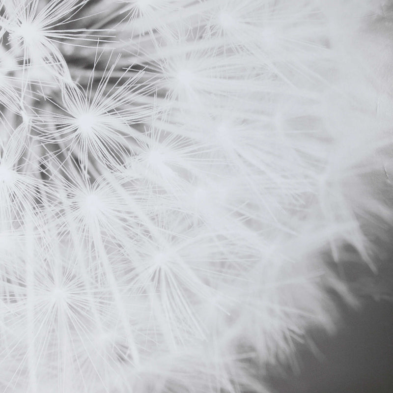Framed black print of dandelion seedhead artwork by Uttermost, showcasing delicate seed details on a neutral background.