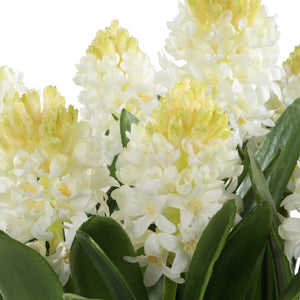 Sincerity - Potted Hyacinth Plant - Green