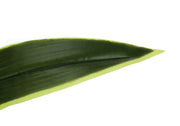 47" Tall, Artificial Plant, Dracaena Tree, Indoor, Faux, Fake, Floor, Greenery, Potted, Real Touch, Decorative - Green / Black - R&R Furniture Gallery (Fountain Valley, CA)