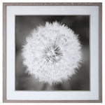 Framed print of a dandelion seedhead with black frame by Uttermost, showcasing detailed botanical artwork.