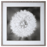Framed print of a dandelion seedhead with black frame by Uttermost, showcasing detailed botanical artwork.