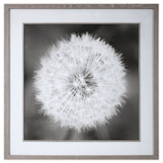 Framed print of a dandelion seedhead with black frame by Uttermost, showcasing detailed botanical artwork.