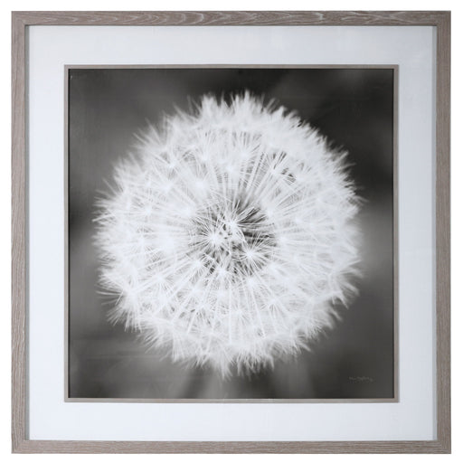Framed print of a dandelion seedhead with black frame by Uttermost, showcasing detailed botanical artwork.