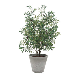 Marisol - Potted Olive Plant - Gray / Green
