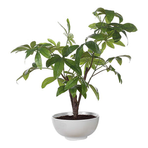Pachira - Money Tree - White