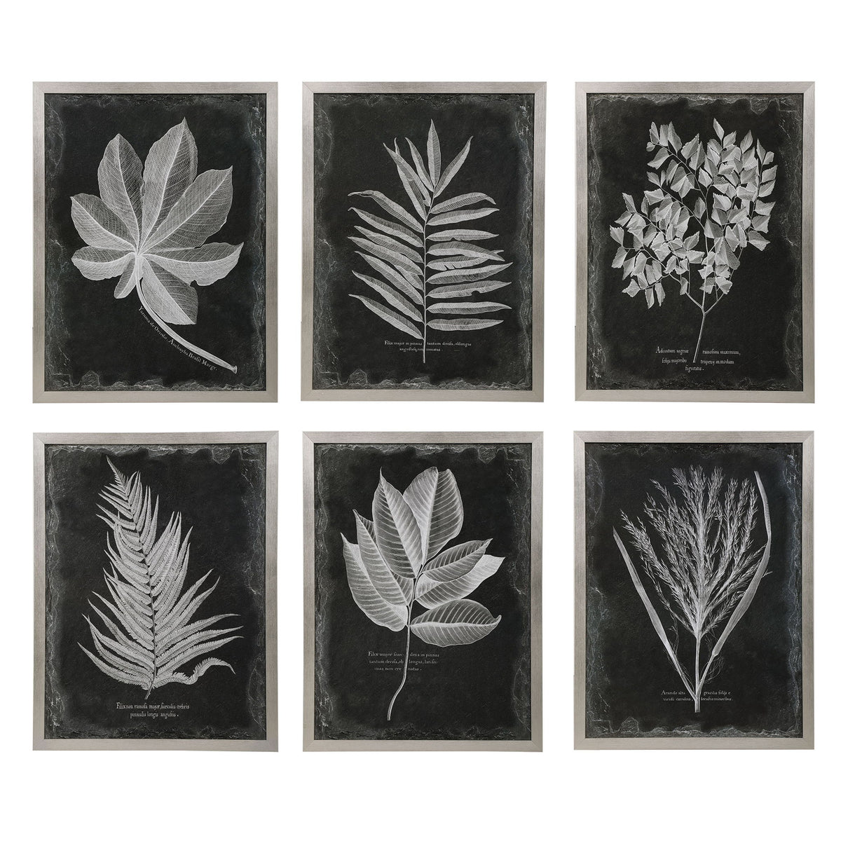 Set of six black framed foliage prints by Uttermost, featuring botanical designs in modern wall art display.