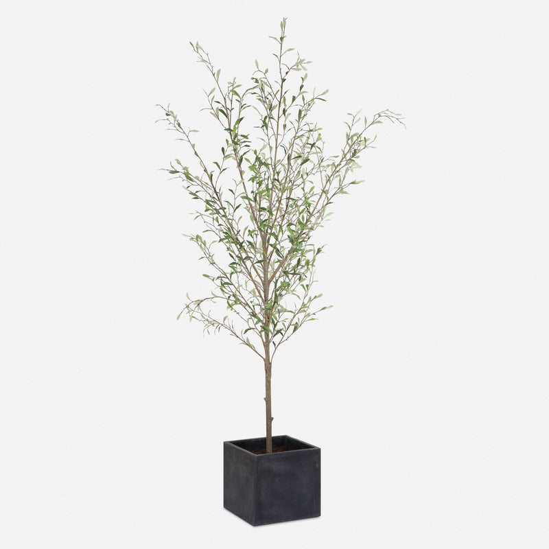 Abundance - Potted Olive Tree - Black