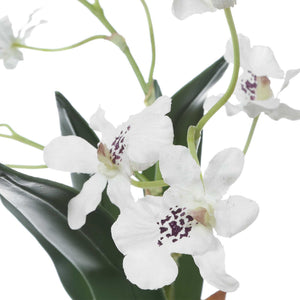 Clovis - Orchid Drop-In - White