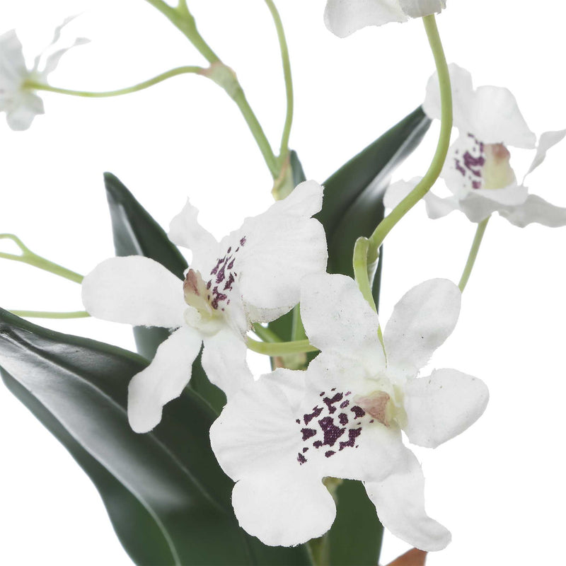 Clovis - Orchid Drop-In - White